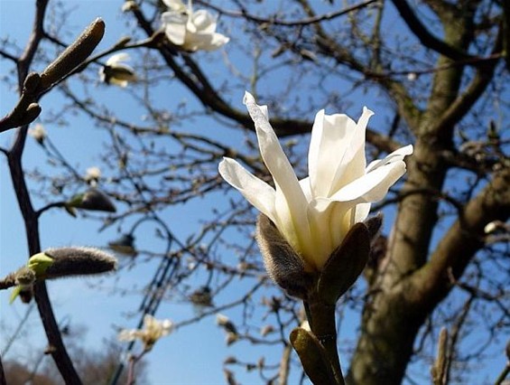 En toch is het lente - Lommel