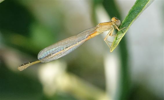 En toen kwam ze een Tengere Grasjuffer tegen - Pelt