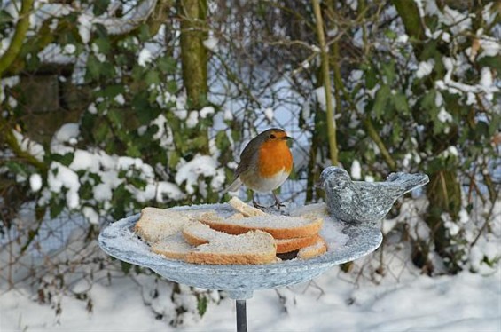 En vergeet de vogels niet... - Lommel