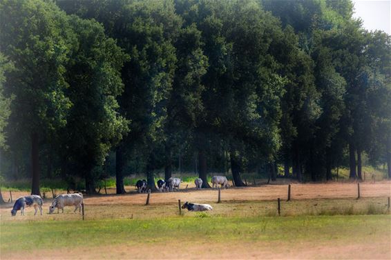 Enkele zomerbeelden uit de Kolonie - Lommel