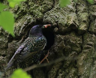 Enorme afname Europese broedvogels