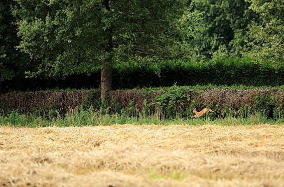 Er loopt soms wat rond... - Lommel