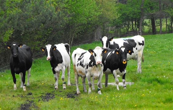 Er zijn geen zekerheden meer - Hechtel-Eksel