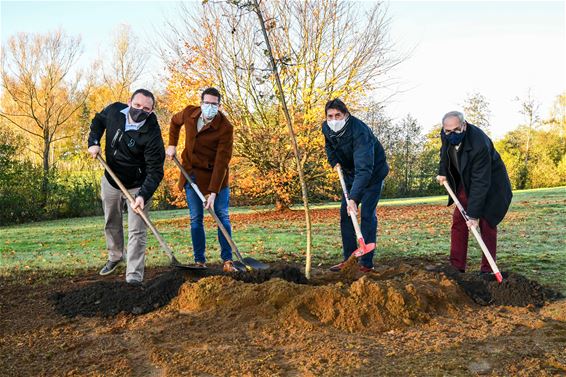 Eregouverneur Reynders schenkt zomereik - Beringen