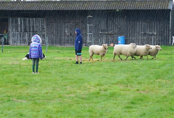 Erfgoeddag 2023 met veel dieren - Lommel