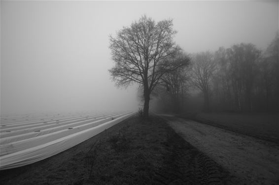 Erwtensoep boven Grote-Brogel - Peer