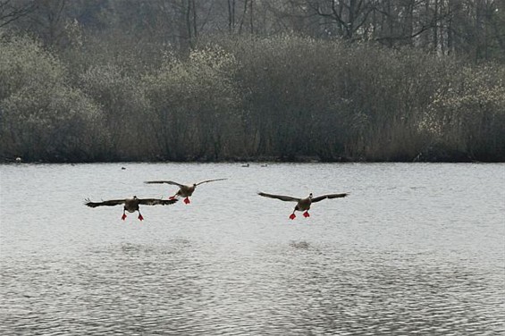 'Eskader klaar voor de landing' - Neerpelt