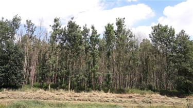 Essen domein Binnenveld sterven af - Beringen