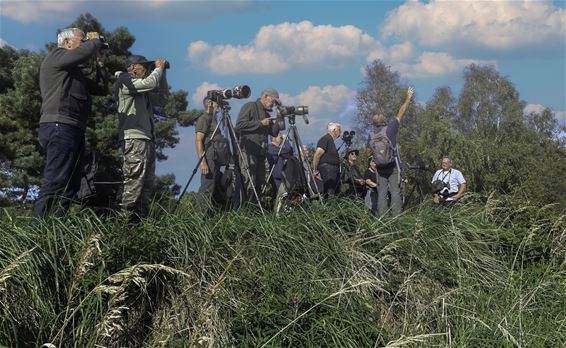 EuroBirdwatch 2025 in het Hageven - Pelt