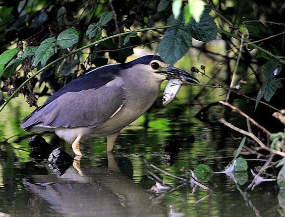 Even voorstellen: een kwak - Overpelt