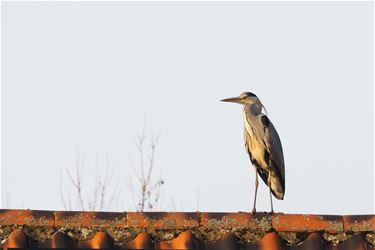 Even wegdromen... - Beringen