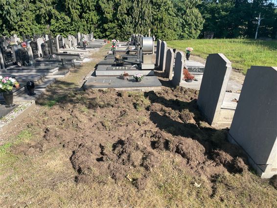 Everzwijnen wroeten op kerkhof van Stal - Beringen