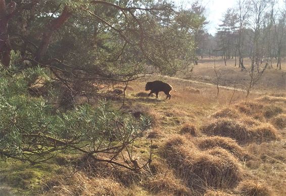 Everzwijn gespot - Lommel