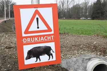 Everzwijnen gespot op Diestersesteenweg - Leopoldsburg