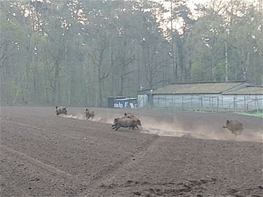 Everzwijnen hebben vrij spel - Beringen