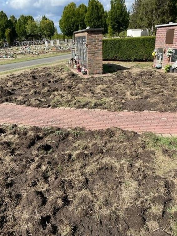 Everzwijnen houden lelijk huis op kerkhof - Houthalen-Helchteren