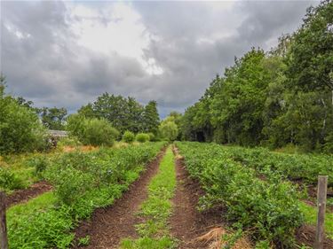 Everzwijnen lusten wel een besje - Beringen