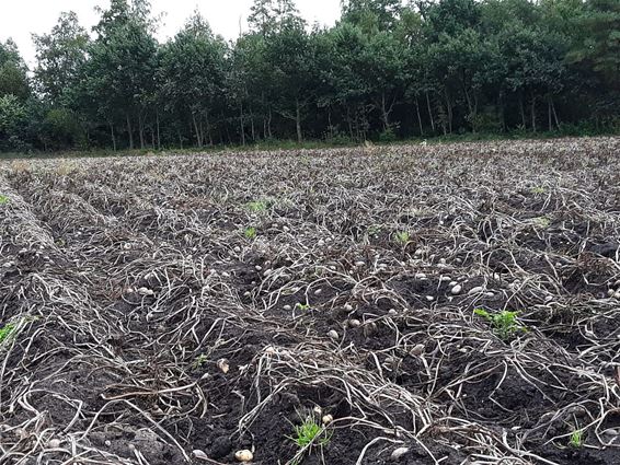 Everzwijnen vernielen aardappelvelden - Pelt