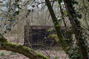 Everzwijnenkooi in bossen van Koersel - Beringen