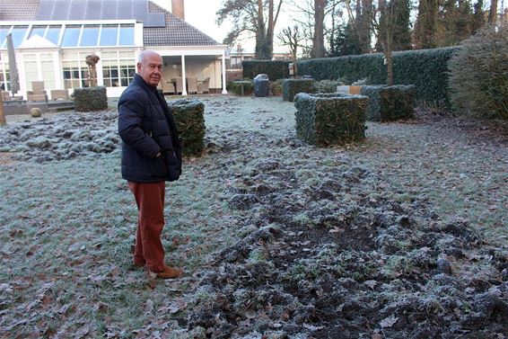 Everzwijnenplaag in de Snijwitstraat - Houthalen-Helchteren