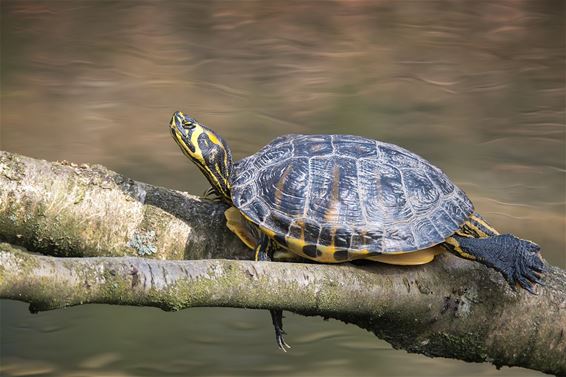 Exotica in onze natuur... - Lommel