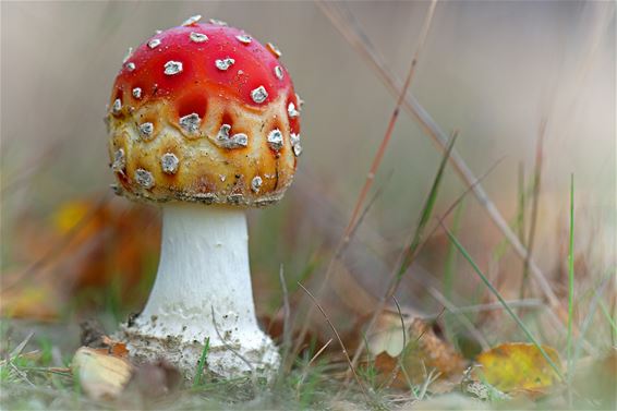 Explosie aan paddenstoelen dit jaar - Lommel