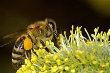 Expo: Limburg, wild van bijen - Beringen