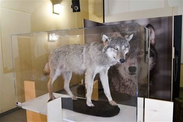 Expo 'Wij wolven' - Leopoldsburg