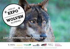 Expo 'Wolven in Limburg'  geopend - Lommel