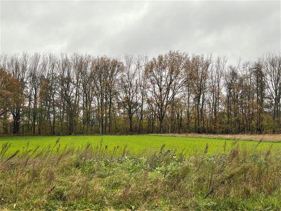 Extra bloedonderzoek naar PFAS in Beringen - Beringen