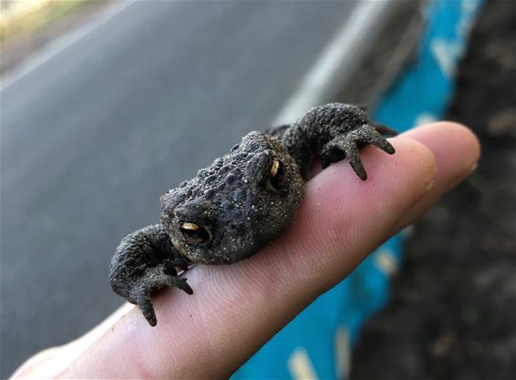 Extra veel padden en salamanders - Beringen