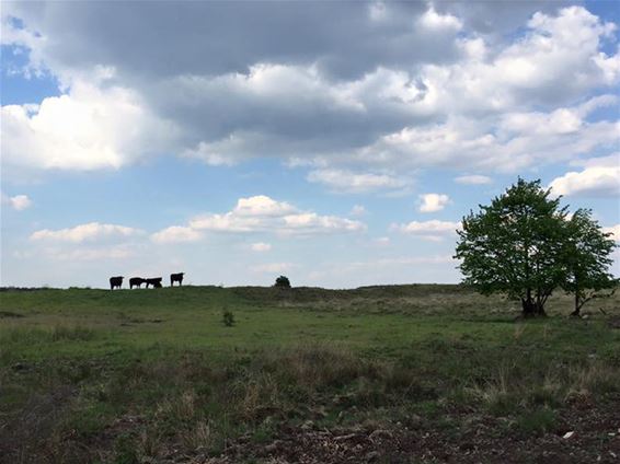 Extra werk voor natuurverzorgers Natuurpunt - Beringen