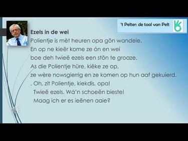 Ezels in de wei