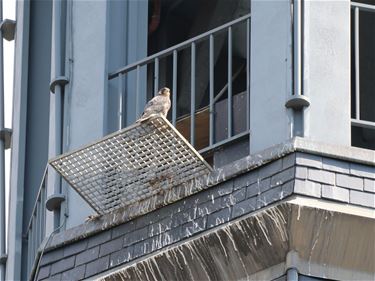 Familie slechtvalken in kerktoren - Beringen