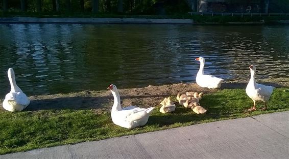 Familie-uitstapje - Neerpelt