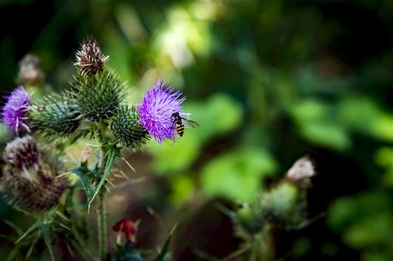 Fauna en flora in de Sahara - Lommel