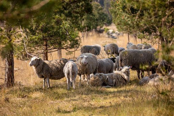 Fauna en flora op zondag - Lommel