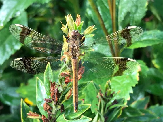 Fauna en flora - Lommel