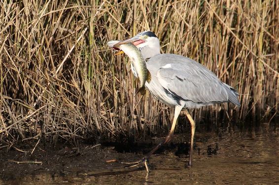 Feestmaal voor reiger - Bocholt