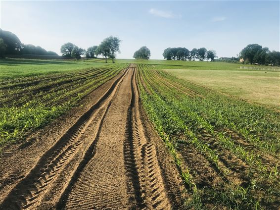 Fietsen door het maïs - Beringen