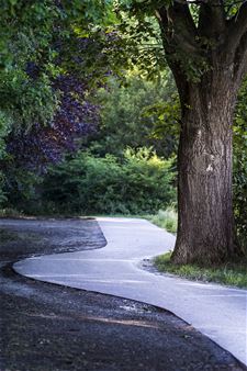 Fietspad komt boom tegen... - Lommel