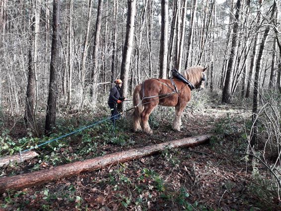 Finse piste aan Corsala Koersel - Beringen