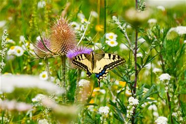 Fladderend genieten van de natuur - Beringen