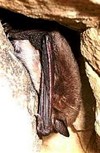 Fladderend in de duisternis - Hamont-Achel & Pelt