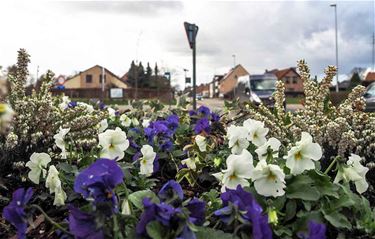 Fleurig Beringen - Beringen