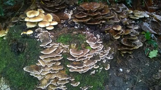 Flink wat gezwam in de tuin - Lommel