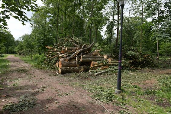 Flinke schade in het Park van de directeur - Beringen