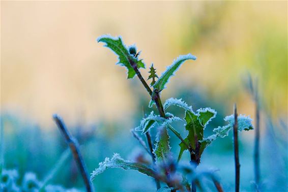 Flinke winterprik - Beringen