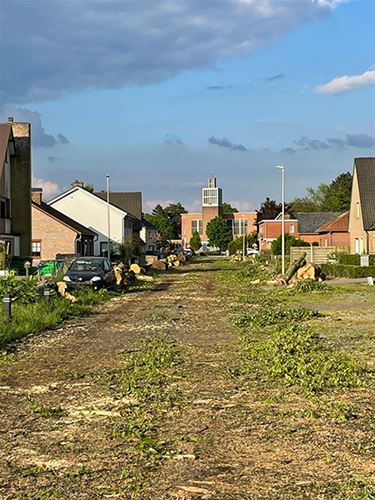 Fluvius erkent fout bij rooien bomen Beukenlaan - Hamont-Achel