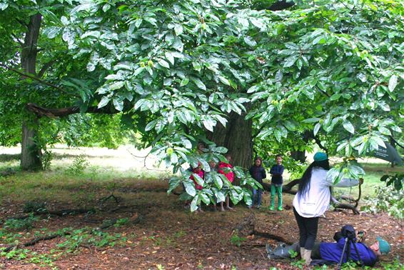 Foto's maken bij De Mooiste Boom - Overpelt